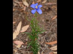 Cheiranthera linearis