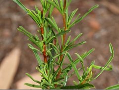 Cheiranthera linearis