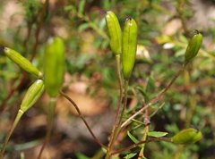 Cheiranthera linearis
