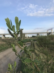 Salix kochiana