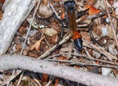 Podalonia tydei suspiciosa