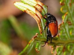 Phyllotocus rufipennis