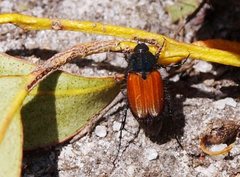 Phyllotocus rufipennis