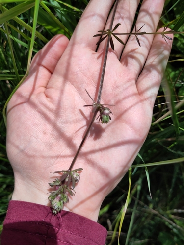 Dasineura galiicola