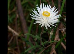 Helichrysum leucopsideum