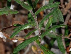 Helichrysum leucopsideum