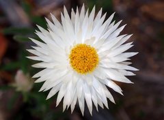 Helichrysum leucopsideum