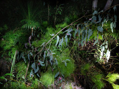 Apiomorpha rosaeformis