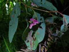 Apiomorpha rosaeformis