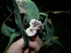 Apiomorpha rosaeformis