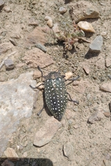 Julodinae