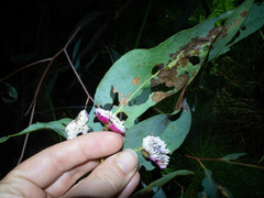 Apiomorpha rosaeformis