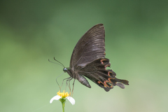 Papilio hermosanus