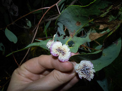 Apiomorpha rosaeformis