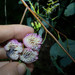 Apiomorpha rosaeformis - Photo (c) helenthura, alguns direitos reservados (CC BY-NC)