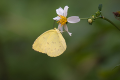 Eurema hecabe hecabe