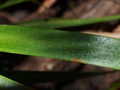 Stylidium armeria