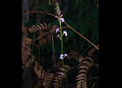 Stylidium armeria