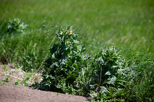 Representative image of Hyoscyamus niger