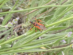 Rhynocoris rubricus