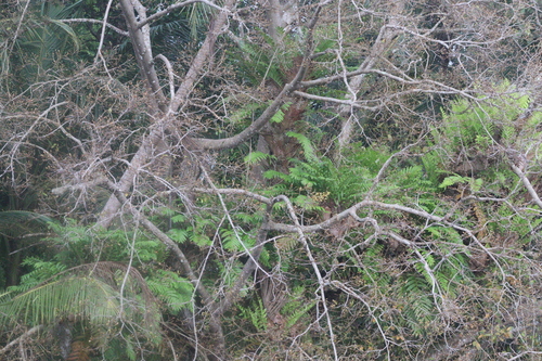 Image of Drynaria quercifolia by (c) Edmundas Greimas, some rights reserved (CC BY)