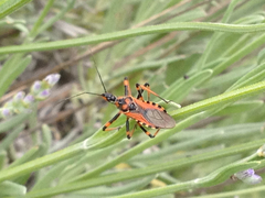 Rhynocoris rubricus