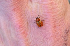 Cryptocephalus infirmior