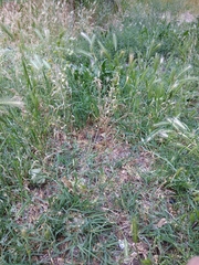 Capsella bursa-pastoris