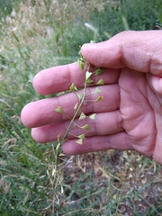 Capsella bursa-pastoris