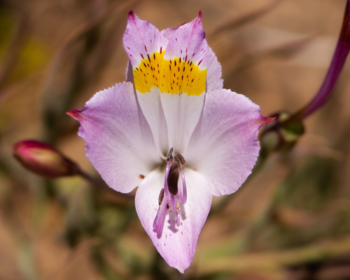 Alstroemeria leporina, photograph 6