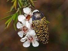 Stigmodera macularia