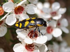 Castiarina octospilota