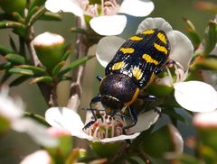 Castiarina octospilota