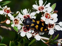 Castiarina octospilota