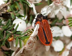 Castiarina erythroptera