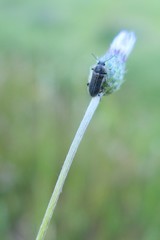 Enicopus ater