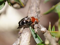 Mordella ruficollis