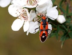 Melanerythrus mactans