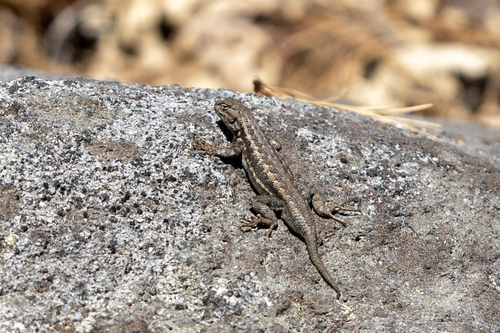 iNaturalist observation photo of Common Sagebrush Lizard