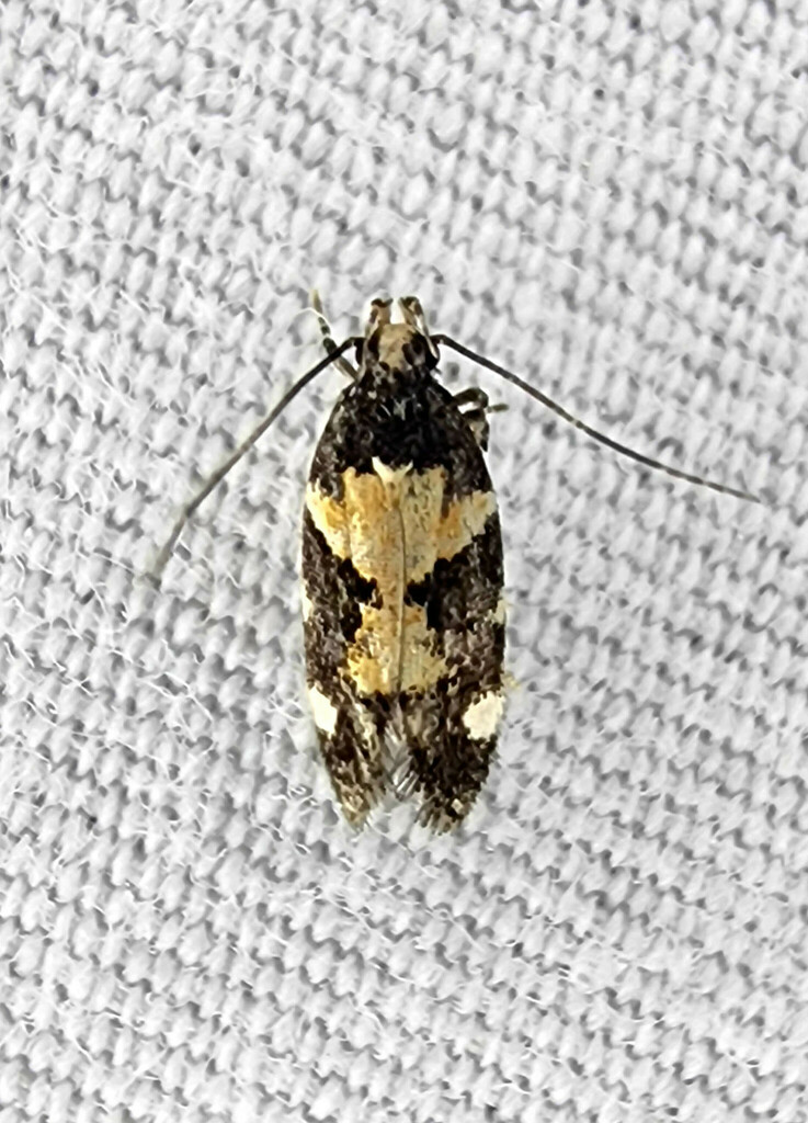 Red-necked Peanutworm Moth