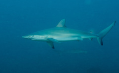 Dusky Shark photo 2