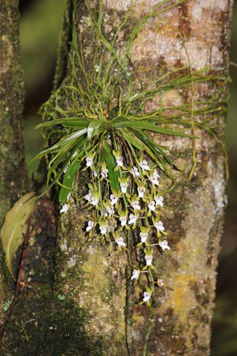 Sarcochilus australis (Lindl.) Rchb.f.