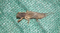 Gryllotalpa africana