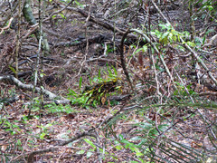 Dendrobium monophyllum