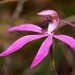 Black-tongue Caladenia - Photo (c) tleitch, some rights reserved (CC BY-NC-ND), uploaded by tleitch
