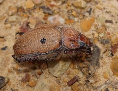 Anoplognathus velutinus