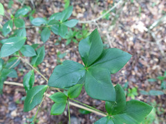 Alyxia magnifolia