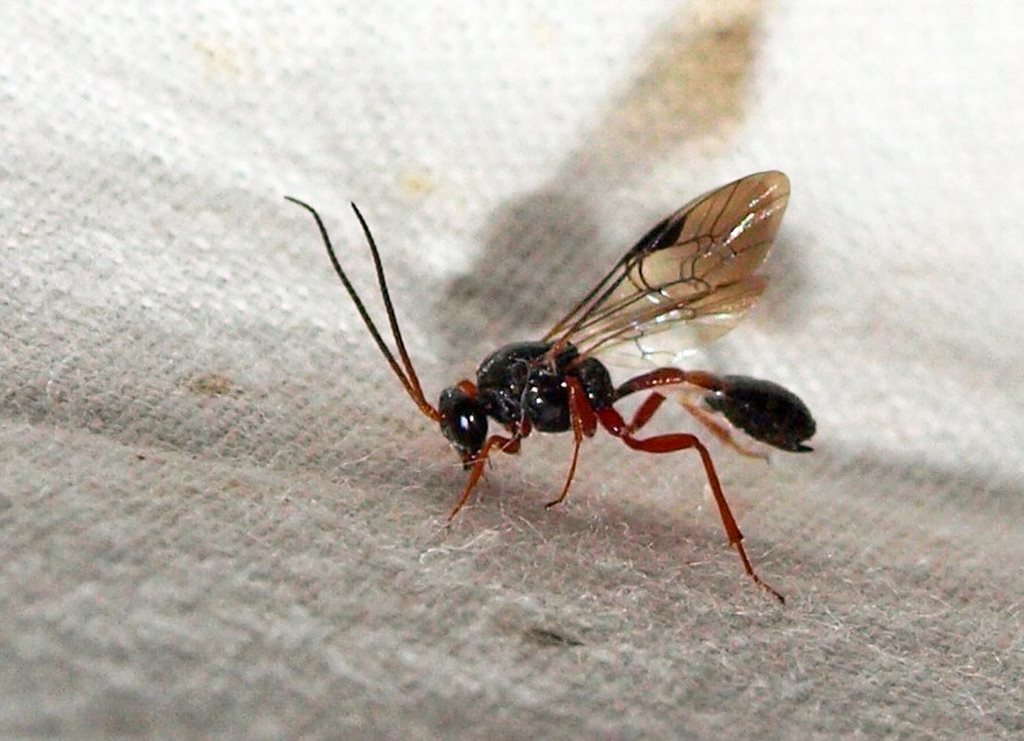 Austropion