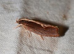 Archaereta dorsivittella