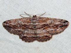 Scioglyptis chionomera